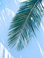 Palm leaves on the background wall