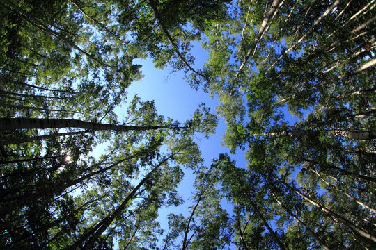 Fototapeta green dark forest