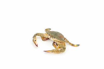 crab isolated on white background.