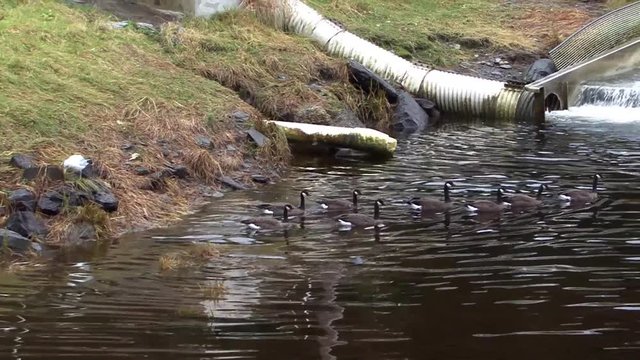Ducks in a river in alaska