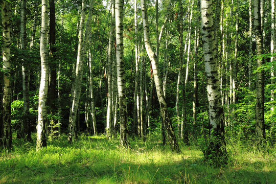 Fototapeta green dark forest