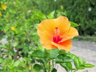 yellow hibiscus flower blooming in the garden.yellow flower in the background blurred.