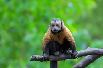 Brown Capuchin monkey