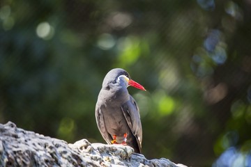 Inca Tern (Larosterna inca)