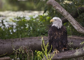 American Bald Eagle (Haliaeetus leucocephalus)