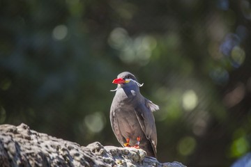 Inca Tern (Larosterna inca)