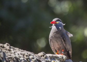 Inca Tern (Larosterna inca)