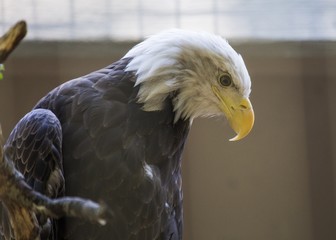 American Bald Eagle (Haliaeetus leucocephalus)