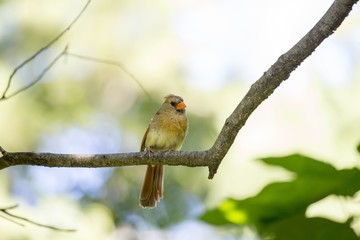 Northern Cardinal (Cardinalis cardinalis)