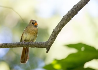 Northern Cardinal (Cardinalis cardinalis)