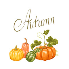 Autumn background with pumpkins. Decorative illustration from vegetables and leaves