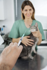 Obraz na płótnie Canvas Vet's Hand Holding Injection While Female Nurse Pampering Cat