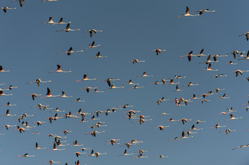 Flamingos