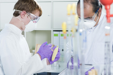 Gentechniker untersuchen Genfood Mais im Labor
