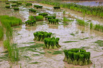 rice seedling
