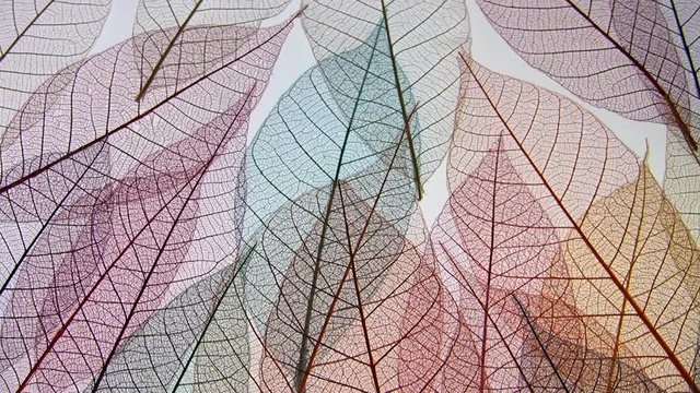 Track across dried fragile leaf vein framework patterns.