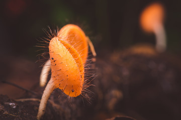champagne mushrooms