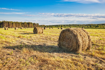 Hay bale rolls in a field