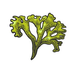 Seaweed isolated on white background. Vector