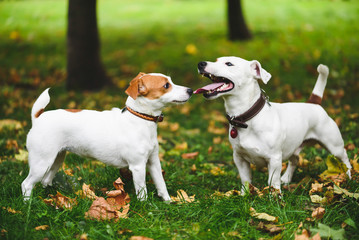 Female and male terrier dogs walking at fall (autumn) park
