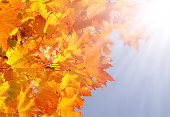 Herbst, buntes Herbstlaub, Blätter, Sonne, Sonnenstrahlen, Himmel, Textraum, Copy space
