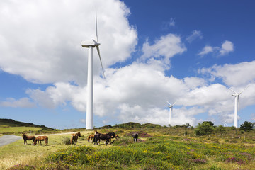 wind turbines with horses in eolic farm , electric wind generato