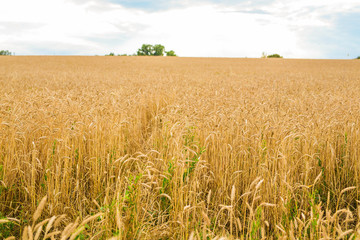 golden wheat field and sunny day