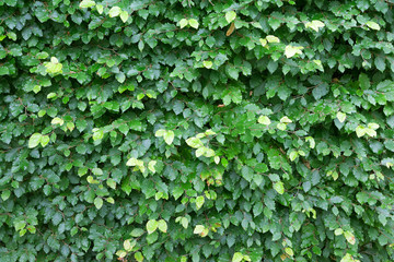 closeup of green leaves wall 