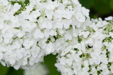 Closeup of white lilac flowers with selective focus