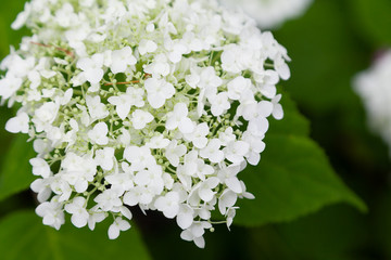 Closeup of white lilac flowers