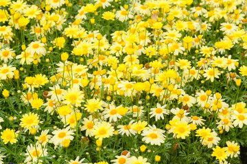 yellow decorative flowers in garden © liubomirt