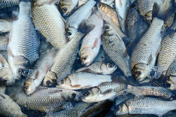  Many fresh fish together