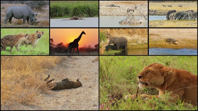 african wild animals montage composition collage 4k
lion giraffe leopard crocodile rhino zebras antelope elephant hyenas