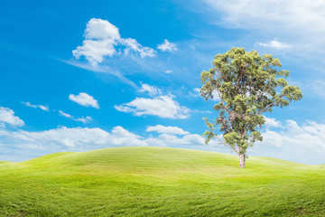 Fototapeta na wymiar Big trees on the grass with blue sky background.