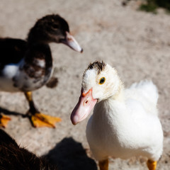 Ducks in the yard on a Sunny day