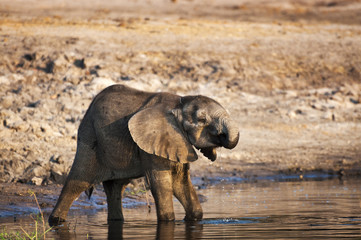 Elephant cub drinking water in the Chobe River, Chobe National Park, in Botswana, Africa