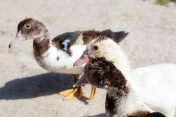 Ducks in the yard on a Sunny day