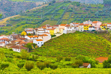 Village Surrounded by Vineyards