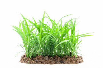 Young green grass growing out of the ground, isolated on white 