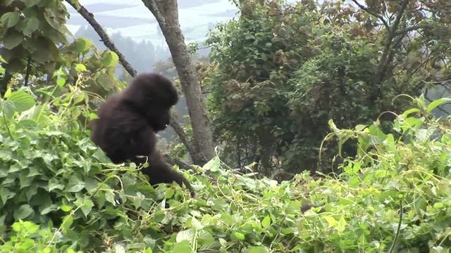 Wild Gorilla Rwanda tropical Forest 