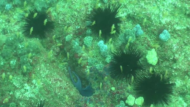 coral life diving Mozambique South Africa Underwater Video