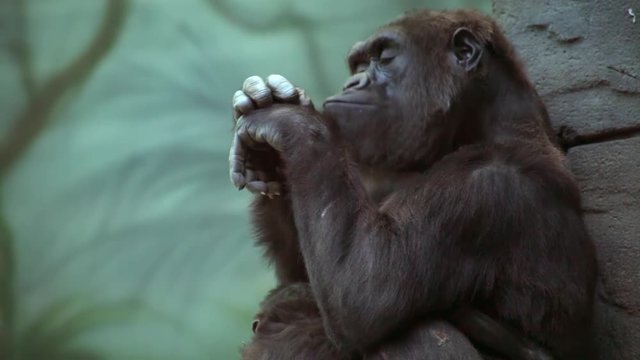 Gorilla mother with a kid is sitting and licking wounds on her hand. 
