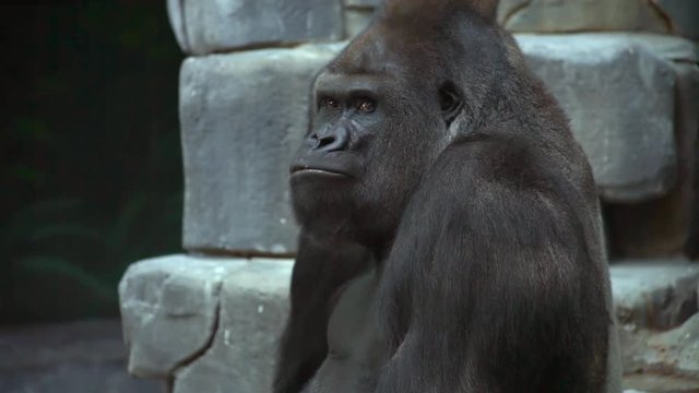 Closeup portrait of gorilla male, silverback eating its feces.
