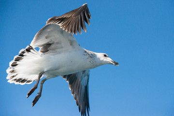 A large seagull flying in a bright blue sky