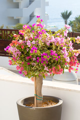 Huge decorative pot with flowers