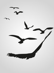 flock of birds on a white background