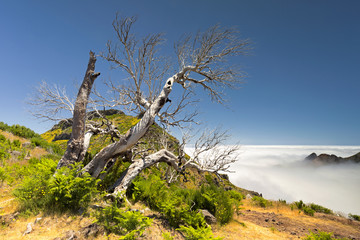 Dead trees on the way to Pico Ruivo, the highest point of the Madeira island, Portugal