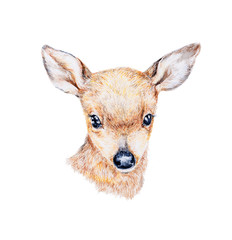 Naklejka premium Watercolor painting a small deer