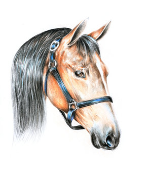 Pencil drawing of a horse