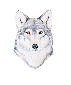 Watercolor painting of a wolf